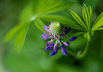 Image showing A shot of  lupin, lupine or regionally as bluebonnet