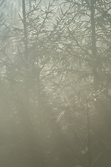 Image showing Coniferous trees with back light from the sun.