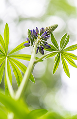 Image showing A shot of  lupin, lupine or regionally as bluebonnet