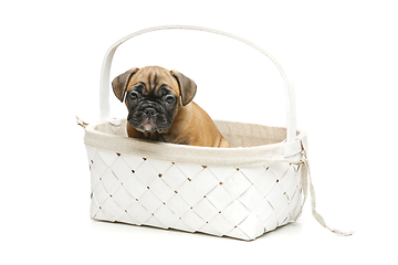 Image showing cute french bulldog puppy in basket