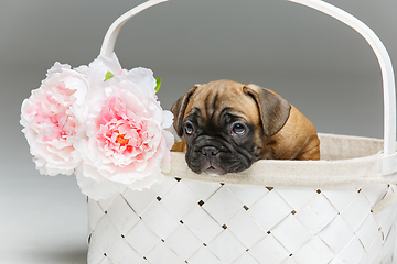 Image showing cute french bulldog puppy in basket