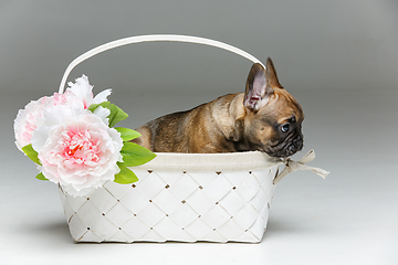 Image showing cute french bulldog puppy in basket