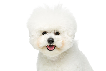 Image showing beautiful bichon frisee dog