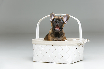 Image showing cute french bulldog puppy in basket