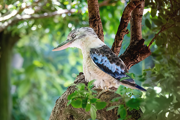 Image showing kookaburra bird
