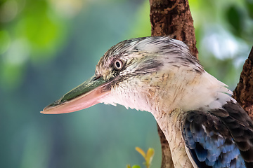 Image showing kookaburra bird