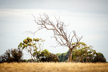 Image showing lonely tree in an Australian landscape scenery