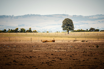 Image showing lonely tree in an Australian landscape scenery