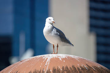 Image showing typical seagull on a roof