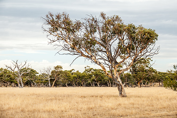 Image showing eucalyptus tree in an Australian landscape scenery