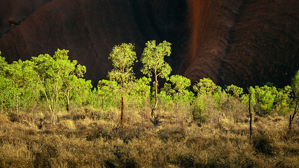 Image showing panoramic detail bushes in Australia