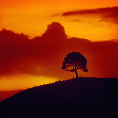 Image showing sunset sky with tree