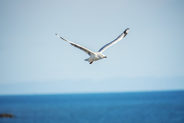 Image showing typical seagull over the ocean