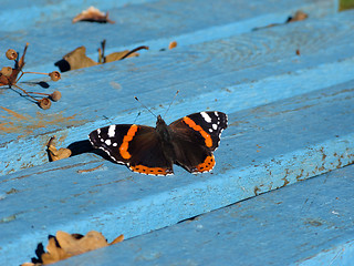 Image showing Butterfly on blue bench