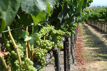 Image showing Vineyard