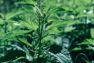 Image showing green stinging nettle