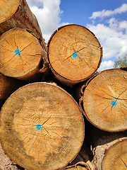 Image showing batch of wood with blue dots