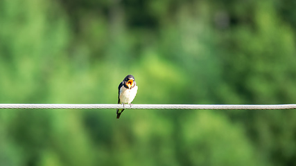 Image showing bird on a wire with mouth wide open