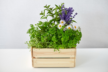 Image showing green herbs and flowers in wooden box on table