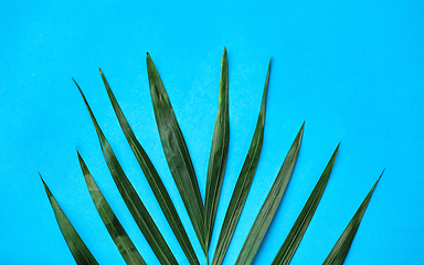 Image showing green palm leaf on blue background