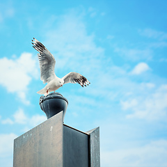 Image showing typical seagull at the ocean