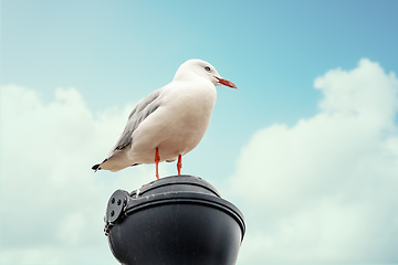 Image showing typical seagull at the ocean