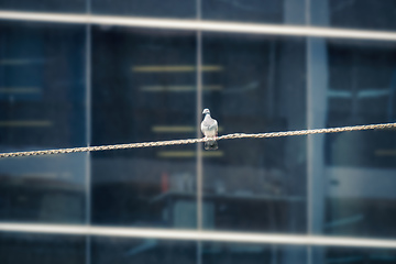 Image showing Lone pigeon on a tightrope in front of building