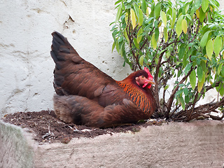 Image showing brown hen resting in the backyard