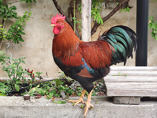 Image showing proud rooster in the backyard