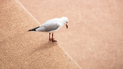 Image showing Seagull looks down from a wall