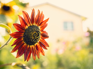 Image showing red sunflower in the garden