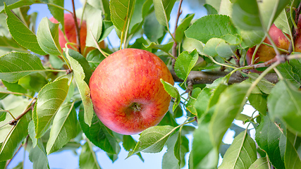 Image showing juicy red apple between green leaves