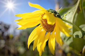 Image showing red sunflower in the garden