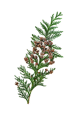 Image showing Arborvitae Leaf Sprig with Pine Cones