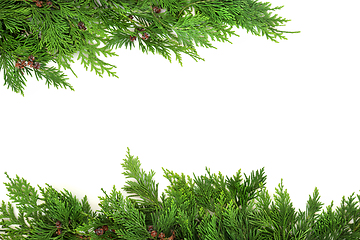 Image showing Cedar Cypress Natural Green Winter Background