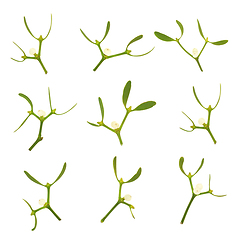 Image showing Mistletoe Leaf Sprigs Druid Symbol of Vitality 