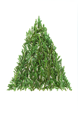 Image showing Juniper Fir Christmas Tree Eco Friendly Symbol