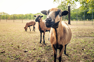 Image showing some brown goats looking