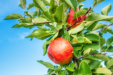 Image showing juicy red apple between green leaves