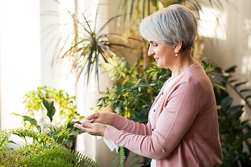 Image showing happy senior woman cleaning houseplant