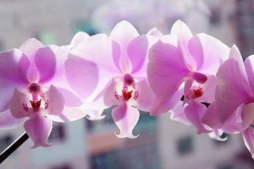 Image showing pink orchid