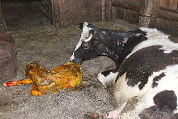 Image showing mother cow looking after its just newborn calf