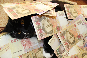 Image showing cat covered with Ukrainian money