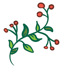 Image showing Bittersweet plant, vector color illustration.