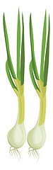 Image showing White spring onions with green leafs vector illustration of vege