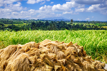 Image showing Rice harvest drying, Jatiluwih, Bali, Indonesia