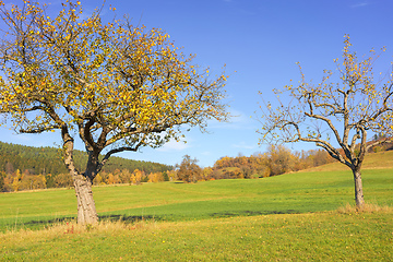 Image showing autumn colored apple trees