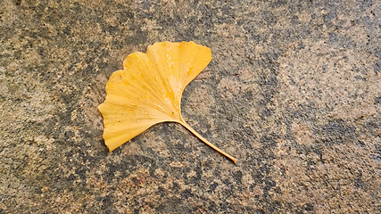 Image showing typical Ginkgo leaf on a rock background