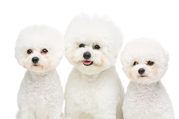 Image showing beautiful bichon frisee dogs