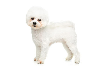 Image showing beautiful bichon frisee dog